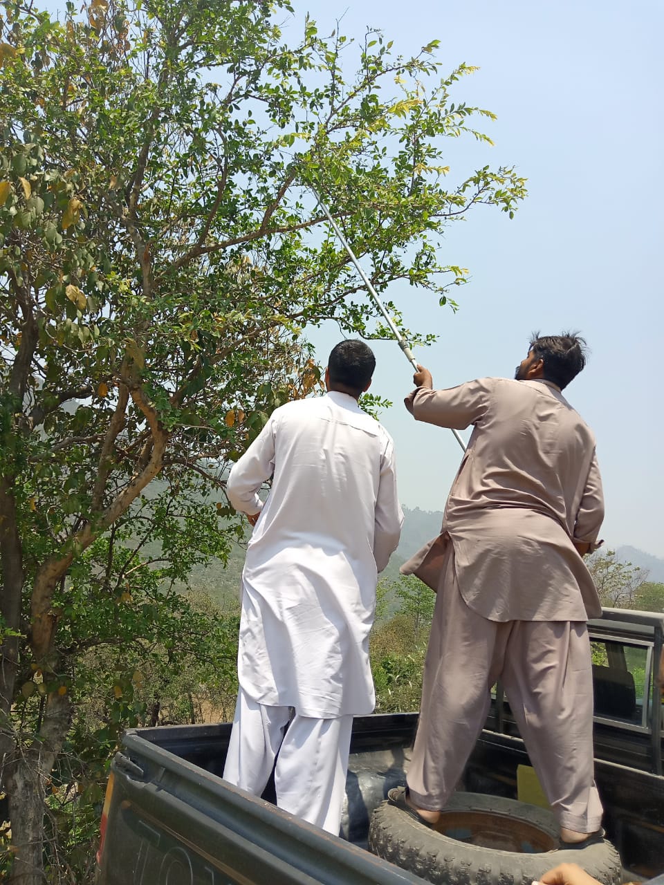 Hannan Majeed and Syed Bilal Hussain Shah using a pole pruner to collect seeds from the top of a tree